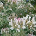 Dorycnium hirsutum 2
